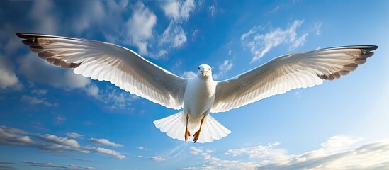 Sticker - A white bird, likely a seagull, gracefully flies through a blue sky filled with fluffy clouds. The birds wings are outstretched as it navigates the open sky.