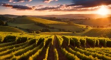 Glowing Sunset Over Rolling Vineyard Hills 