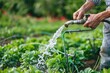 A diligent farmer is watering fresh vegetable plants in a sunlit garden, nurturing their growth.