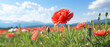 Field of bright blooming red Carnation flowers in a wide green meadow with clear blue sky and sunny weather created with Generative AI Technology