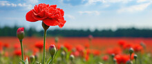 Field Of Bright Blooming Red Carnation Flowers In A Wide Green Meadow With Clear Blue Sky And Sunny Weather Created With Generative AI Technology