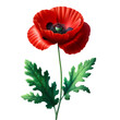 Vibrant Red Poppy Flower isolated on solid white background