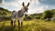 donkey in the meadow high  quality photography herbivore grazing animal background under the sky with clouds