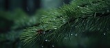 Fototapeta Do pokoju - A close-up view of a pine branch in a rainy wilderness, with glistening drops of water clinging to the green needles. The droplets refract light, creating a mesmerizing effect.