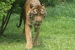 a sumatrantiger wandering in the thicket