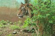a Sumatran tiger looks from behind the bushes