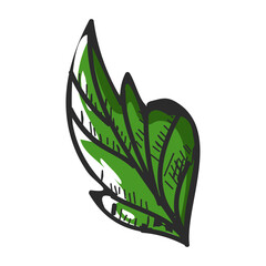 Sticker - Illustration of leaf in green color.