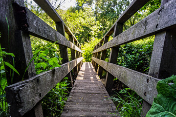 Poster - a bridge leads to a lush green forest filled with trees