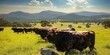 In the vast green pastures of an Australian farm, premium Wagyu and Angus cattle graze under the summer sun, preparing to yield exquisite meat for export to China, Generative AI
