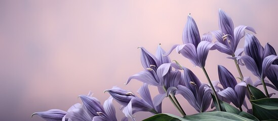 Poster - A collection of vibrant purple lavender hosta flowers arranged neatly on top of a plain tan table.