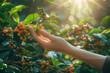 A hand grabbing coffee cherry from a tree branch
