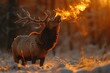 The exhaled air from an elk mouth howling.