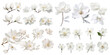 © gunzexx png and bg - Collection of white flower isolated on a white background as transparent PNG