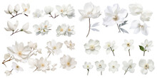 Collection Of White Flower Isolated On A White Background As Transparent PNG