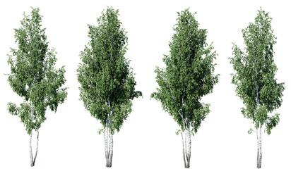 Birch tree on transparent background.3d rendering PNG