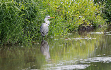 Wall Mural - A grey heron fishing stands patiently in the water by the bank of a river waiting  to catch a fish