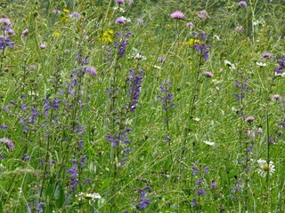 Natural summer meadow with many different field flowers.