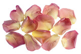 Fototapeta Storczyk - Floral Elegance on Transparent Background.
