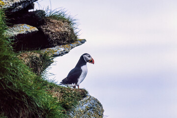 Sticker - Atlantic puffin on a rock