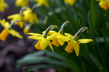 Canvas Print - the daffodil, Narcissus pseudonarcissus, yellow narcissus flowers in a park