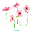 Watercolor hand painted illustration of   pink daisy,  gerbera, flowers, bloom, watercolor floral illustrations, botanical, blossom