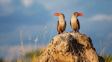 Southern Red-Billed Hornbills On Termite Mound.