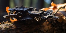 Black Fungus, Tree Ear Or Wood Ear Mushroom Isolated On White Background, Auricularia Polytricha