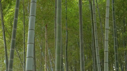 Wall Mural - lush kyoto bamboo forest in springtime