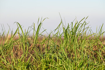 Canvas Print - Environnement planète herbe gazon vert ecologie climat