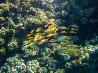 The underwater world of the Red Sea with colorful coral reef inhabitants