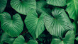 closeup tropical green leaves texture and dark tone process, abstract nature pattern background.