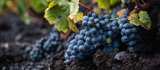 A cluster of grapes thrives on a vine in Lanzarote, benefiting from the islands rich soil and ideal climate for wine production.