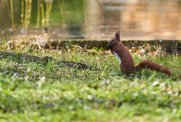 Cute red squirrel in the grass