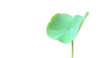 Wall Mural - Lotus leaf or waterlily leaf isolated on white background with clipping paths.