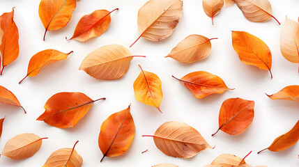 dry yellow and orange leaves on white background