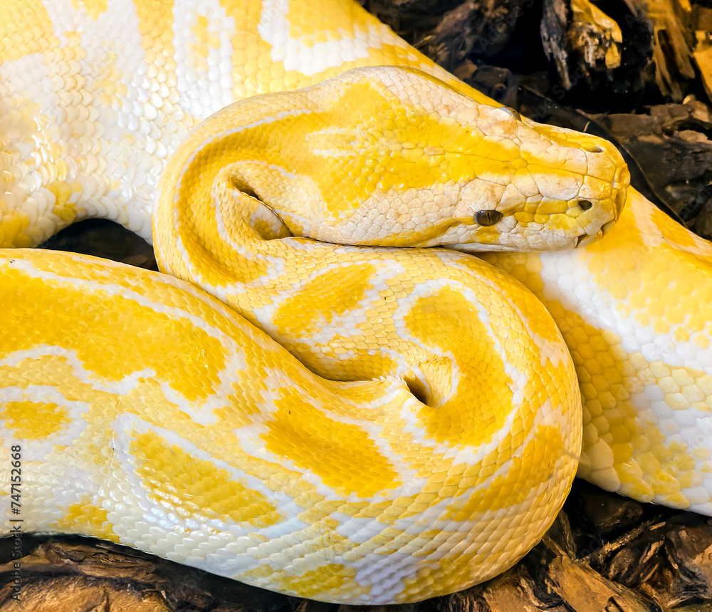 Gold Yellow Python, Albino snake with beautiful yellow skin snake ...