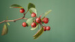 Branch with berries amelanchier shadbush shadwoo