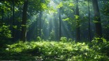 Fototapeta Krajobraz - Morning Light Beams in a Serene Woodland