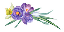 Watercolor Flowers Crocuses, Daffodils And Snowdrop. Hand-painted Illustration. Spring Primroses, Easter Holiday. A Clipart For Printing Postcards, Invitations And Stickers.