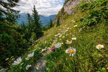 Wall Mural - Meadow full of beautiful mountain flowers in the background of the Tatras mountain. Oxeye daisy, Leucanthemum vulgare. Discover the spring beauty of the mountains.