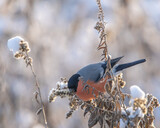 Fototapeta Krajobraz - gil żerujący zimą na suchych kwiatach nawłoci przyprószonych śniegiem