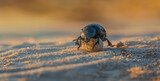 Fototapeta Londyn - Beetle Ball Rolling on Sand A dung beetle struggles to roll its ball across a sandy terrain, showcasing the challenges and determination of these tiny strength athletes photography