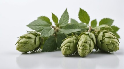 Wall Mural - Beer Hops Isolated On White Background