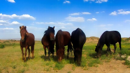 Wall Mural - Southern Mongolia