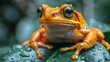 wildlife photography, authentic photo of a frog in natural habitat, taken with telephoto lenses, for relaxing animal wallpaper and more