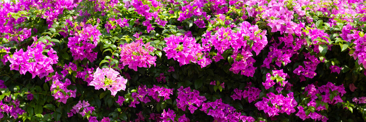 Wall Mural - Beautiful bougainvillea flowers with green leaves