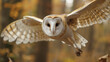 Flight of barn owl, a majestic predator of the night, soaring gracefully with powerful wings spread wide.