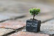 Persistence of Life: Small Plant Growing Out of Rock