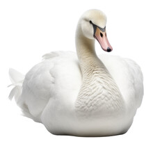 Cute Swan Isolated Transparent Background