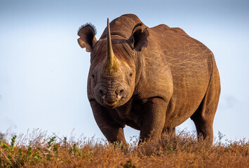 front on wild black rhino staring